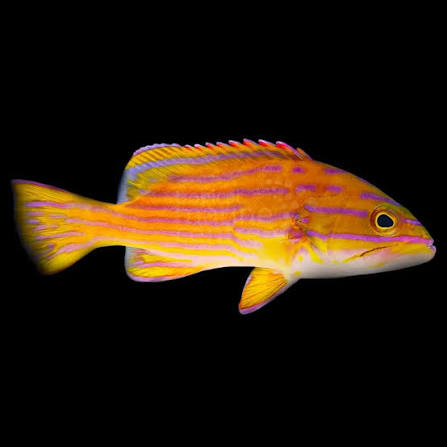 Polleni Grouper