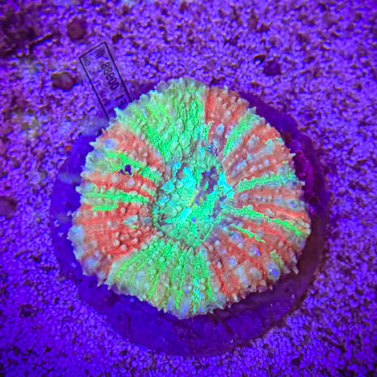 Bleeding Apple Lobophyllia [66]