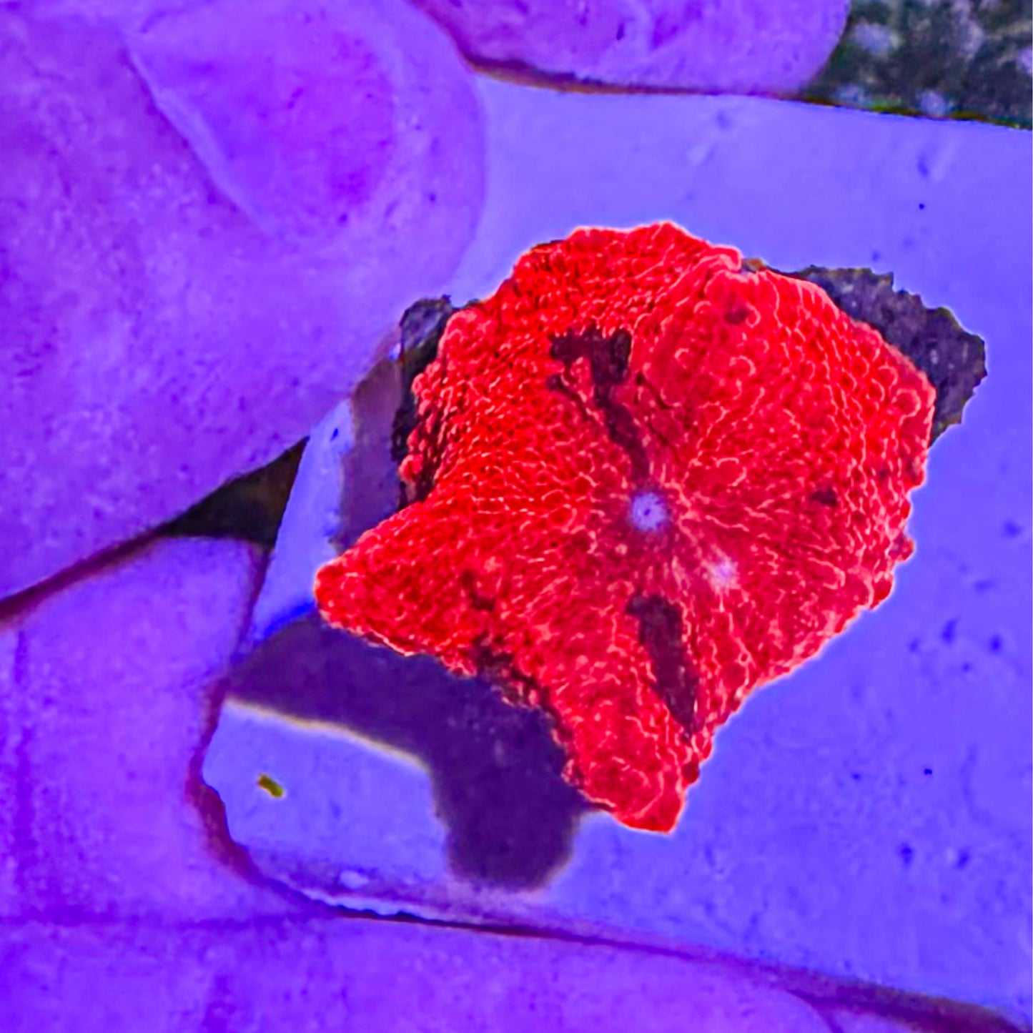 Red Discosoma