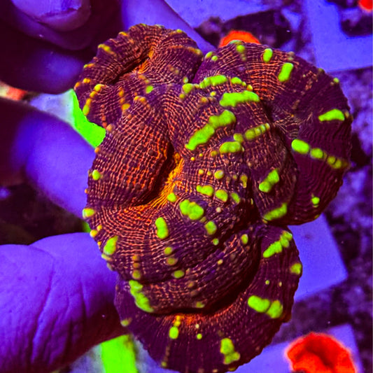 Branching Lobophyllia WYSIWYG