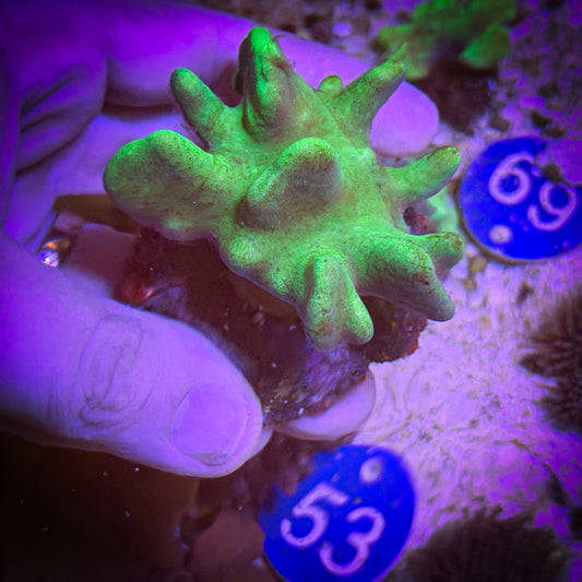 Green Toadstool (Lobophytum) [56]