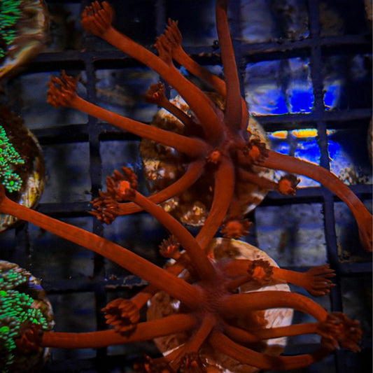 Red Goniopora [121]