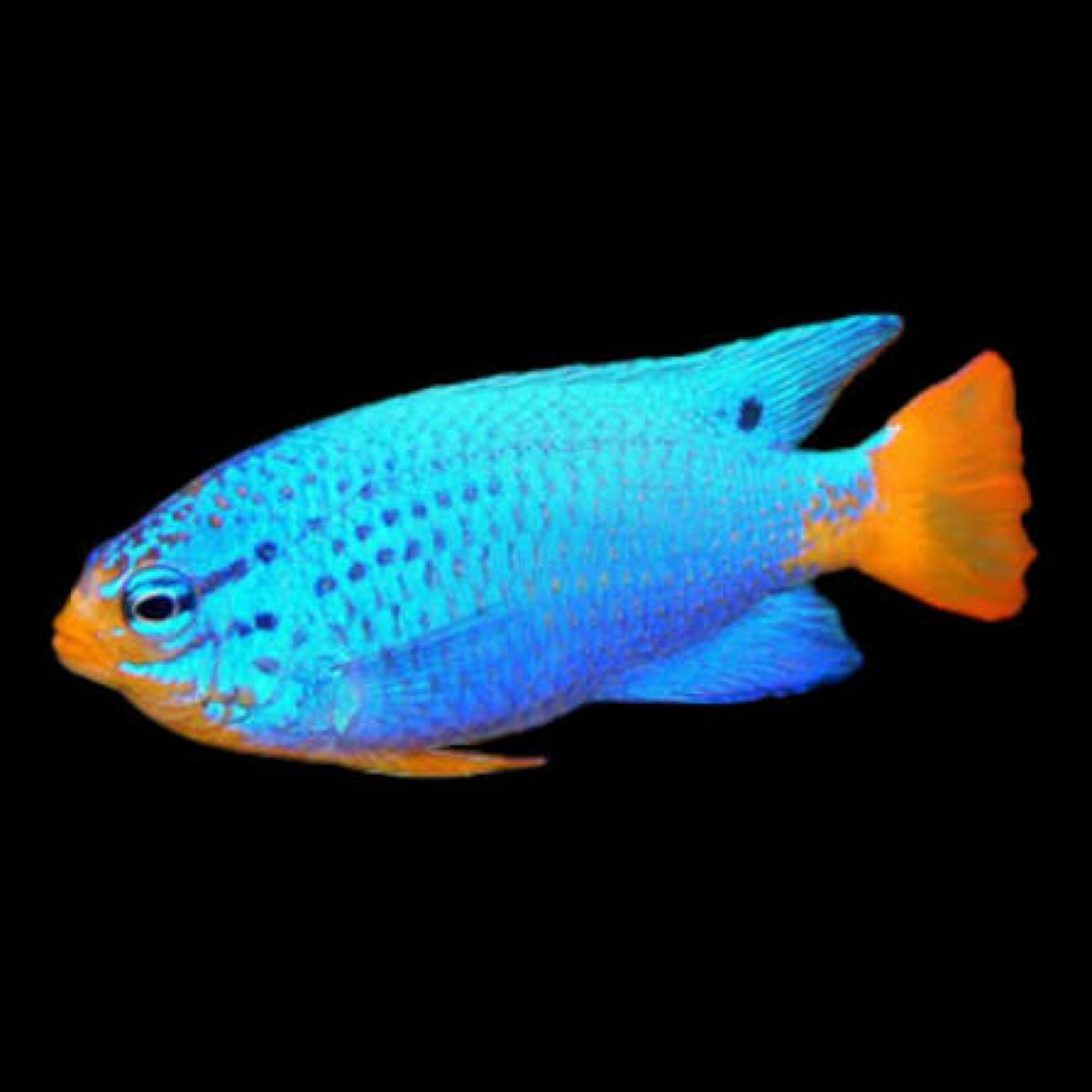Orange Tail Damsel