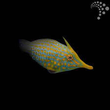Orange spot filefish