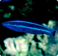 Red Sea Cleaner Wrasse