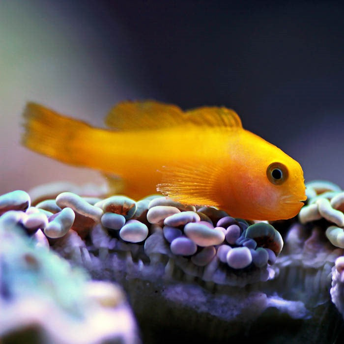 Okinawa Yellow Clown Goby