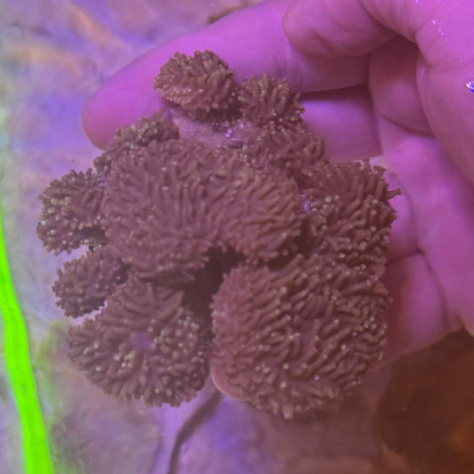 Budding Sarcophyton Toadstools (Leather Coral)