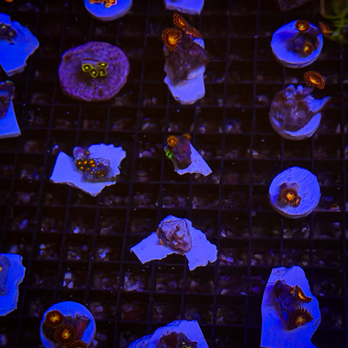 Assorted Zoa Frags [29]