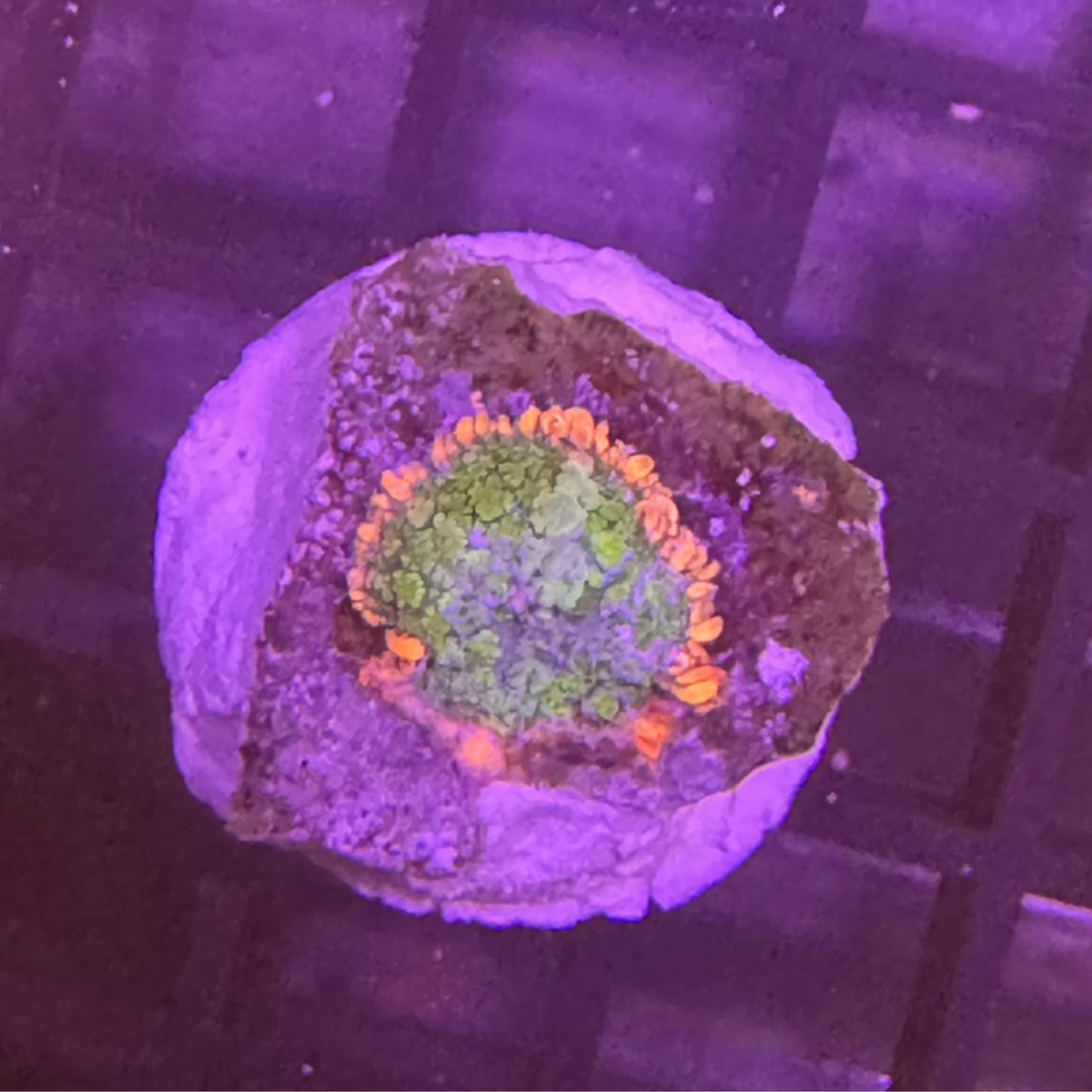 Frankenstein Mushroom Coral