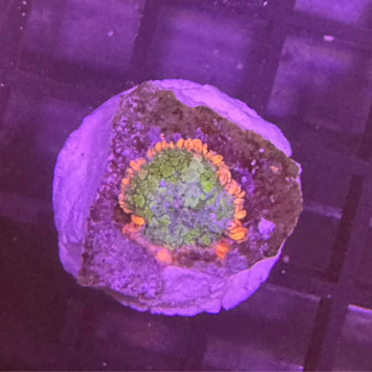 Frankenstein Mushroom Coral