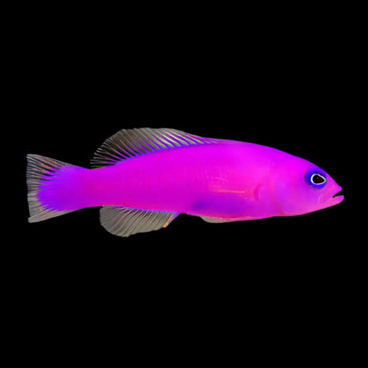 Strawberry Basslet