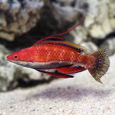 Seafighter Fairy Wrasse