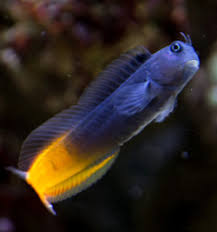 Bi-Colour Blenny