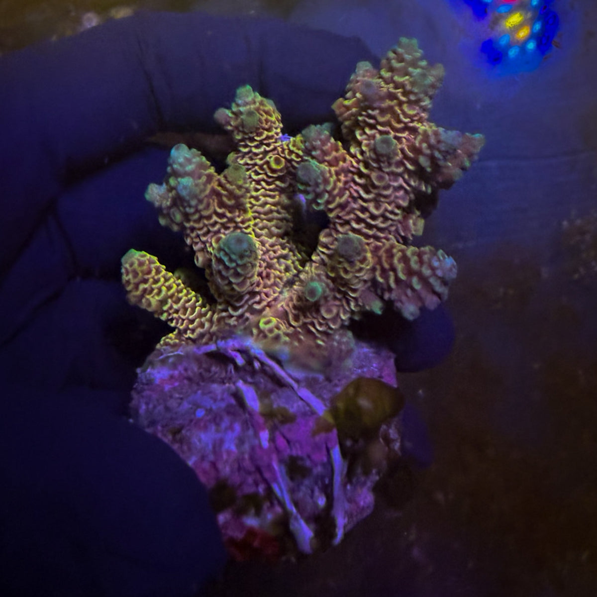 Rainbow Mini Acro Colony [109]