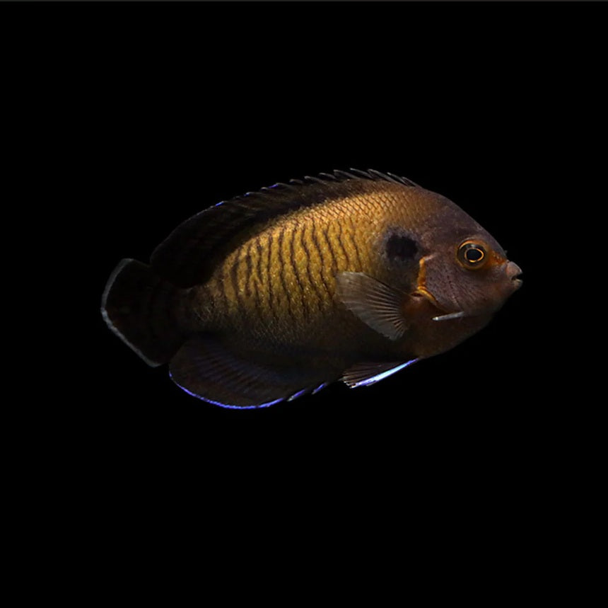 Bluefin angel