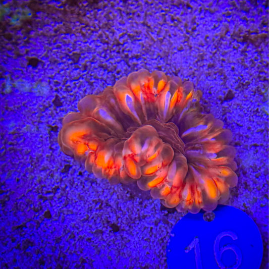 Ruby Red Cynarina [101]