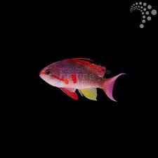 Wreck Fish- Melanesian