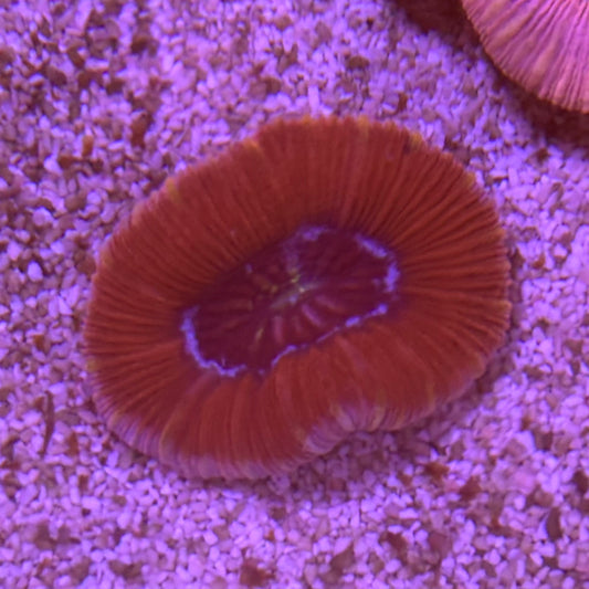 Gunshot Trachyphyllia (30)