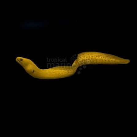 Banana Eel (Golden Eel)