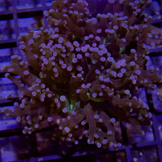 Holy Grail Frogspawn (91)