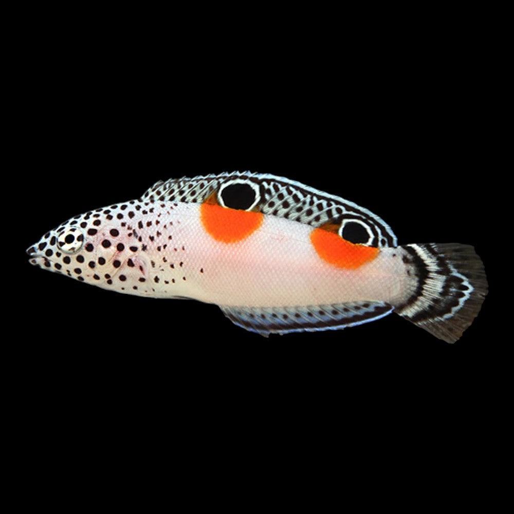 Twinspot Wrasse