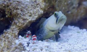 Blue Spotted Watchman And Pistol Shrimp Pair