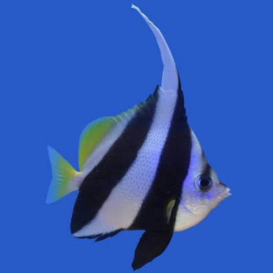Bannerfish