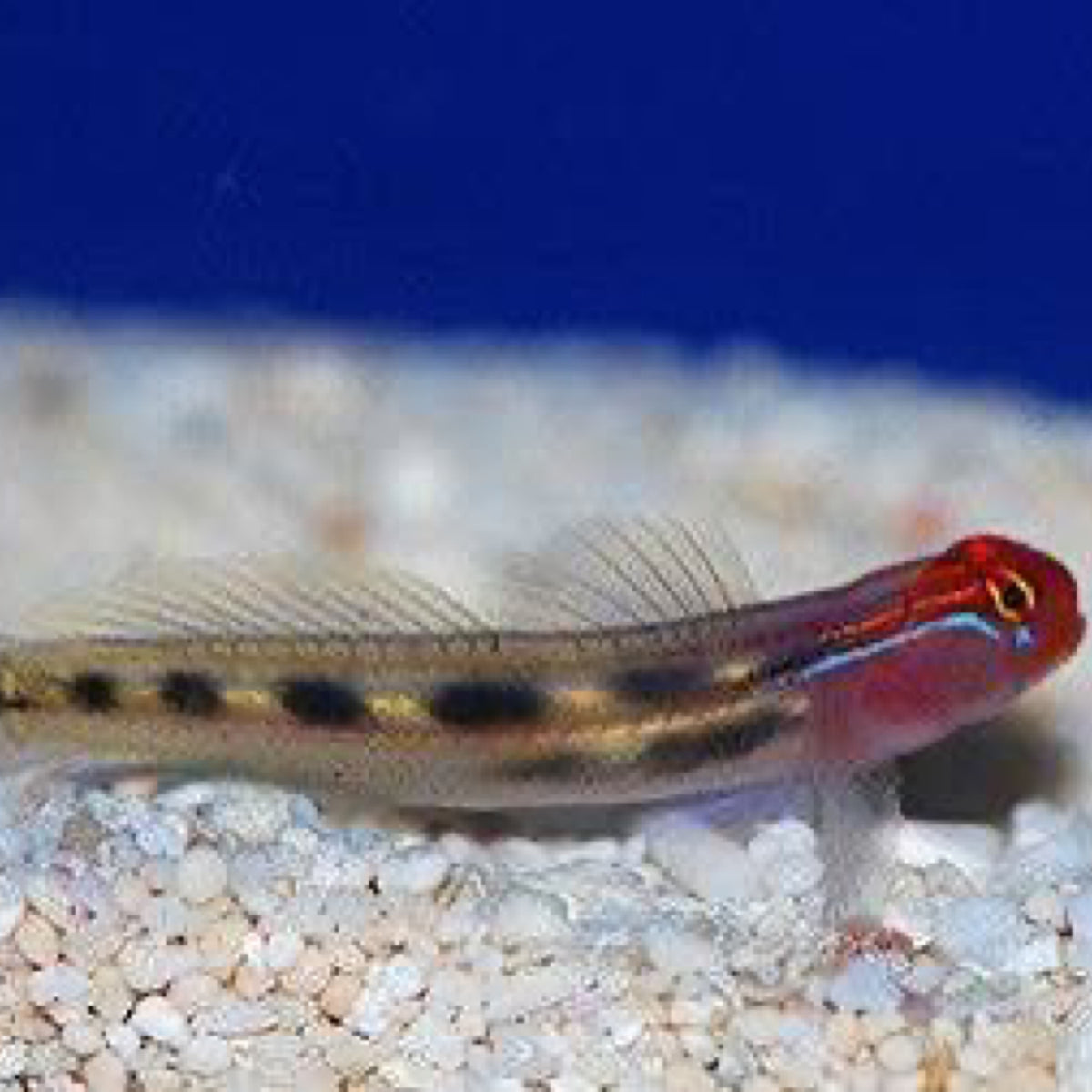 Redhead Goby