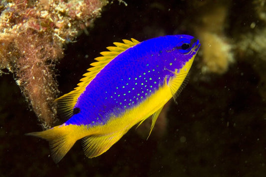 Fijian Blue and Gold Damsel