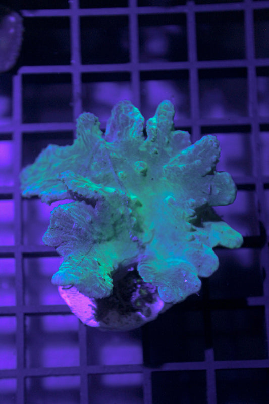 Cabbage coral