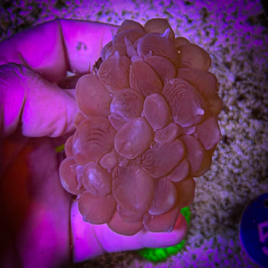 Classic Bubble Coral (37)