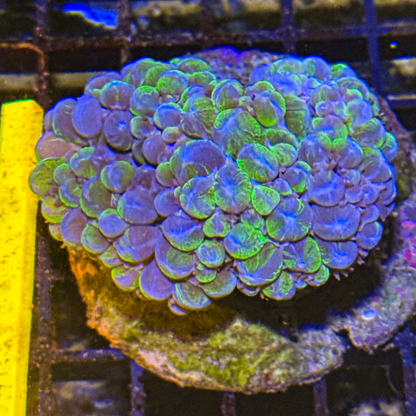 Green Marble Bubble Coral WYSIWYG
