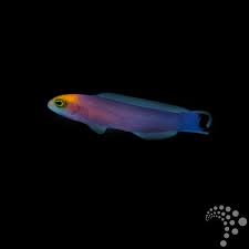 Floppy Tail Pygmy Basslet