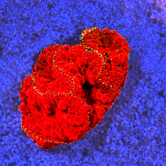 Ultra Red Blastomussa WYSIWYG