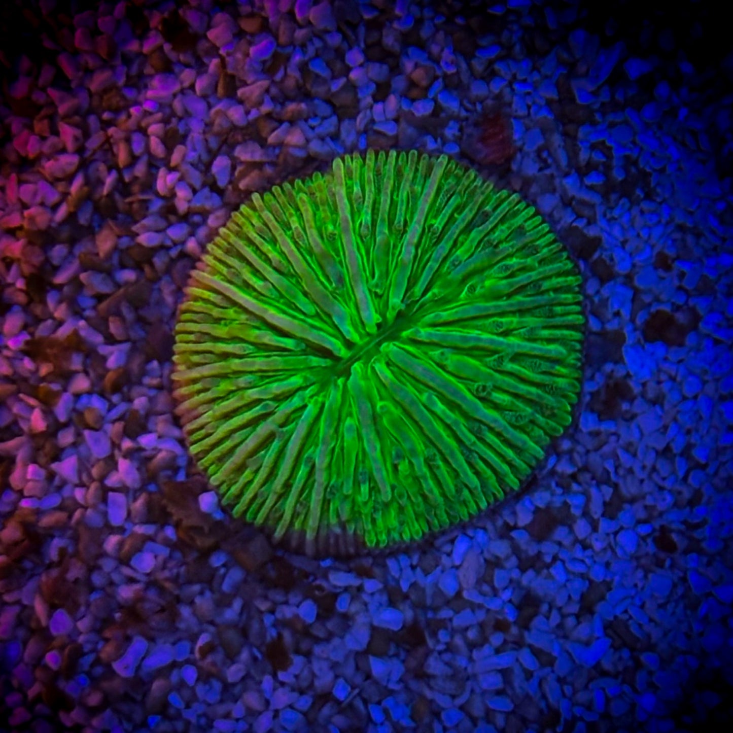 Toxic Green Funghia