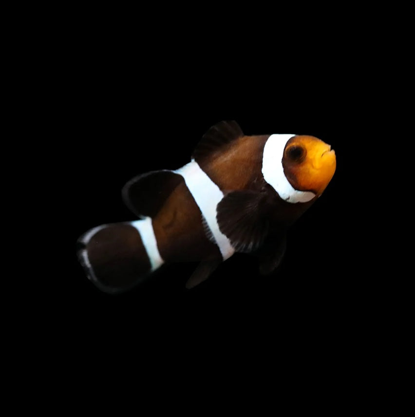Darwin Clownfish