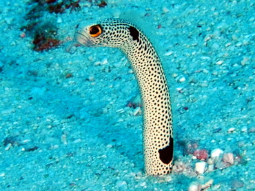 Spotted Garden Eel