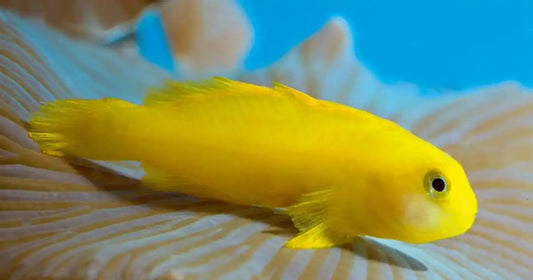 Okinawa Yellow Clown Goby