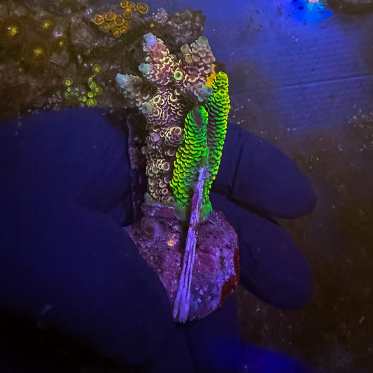 Toxic Sunset Grafted Mini Acro Colony [103]
