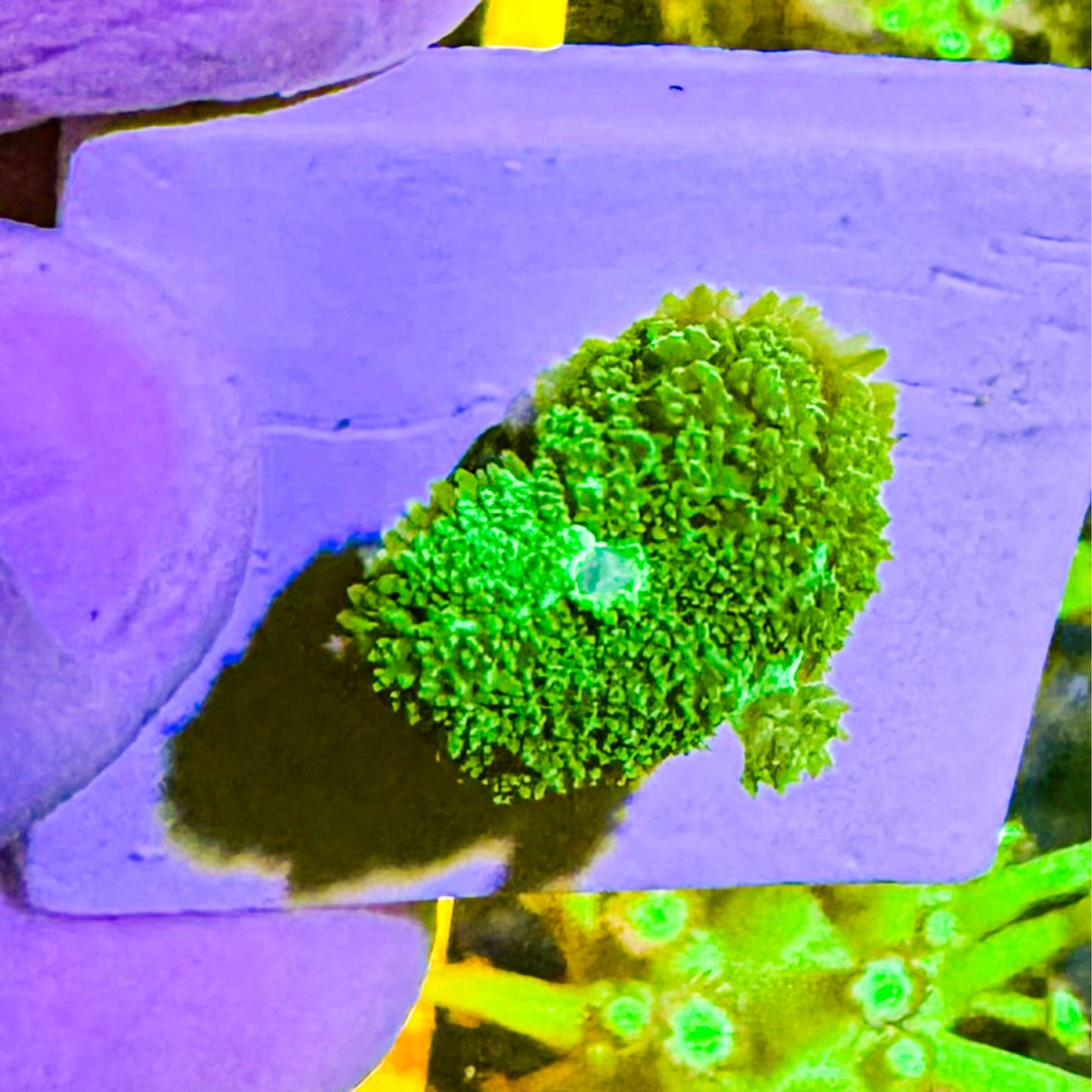Pincushion Mushroom Coral