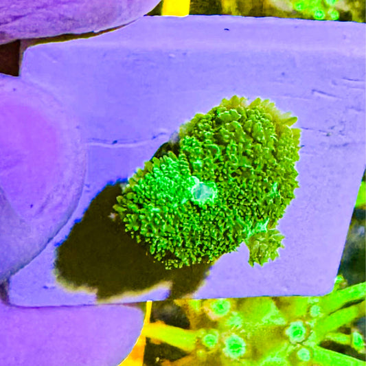Pincushion Mushroom Coral