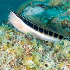 Dot Dash Blenny