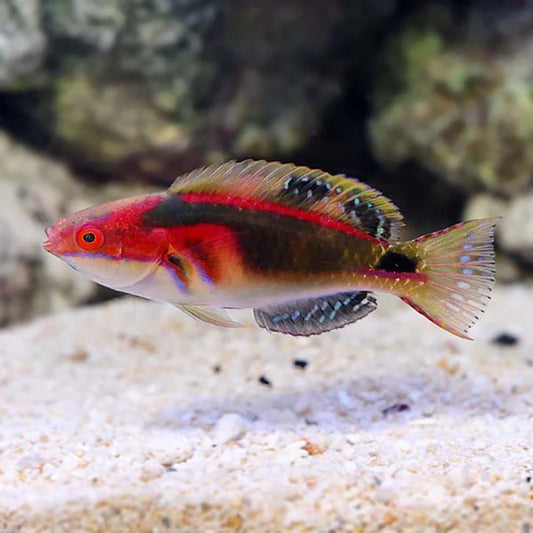 Exquisite Wrasse