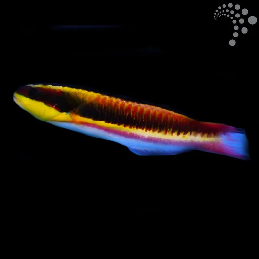 Mexican Wrasse