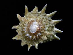 Spiny Astrea Snail