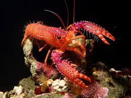 Flame Lobster (Pink Lobster)