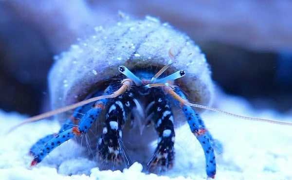 Blue Leg Hermit Crab