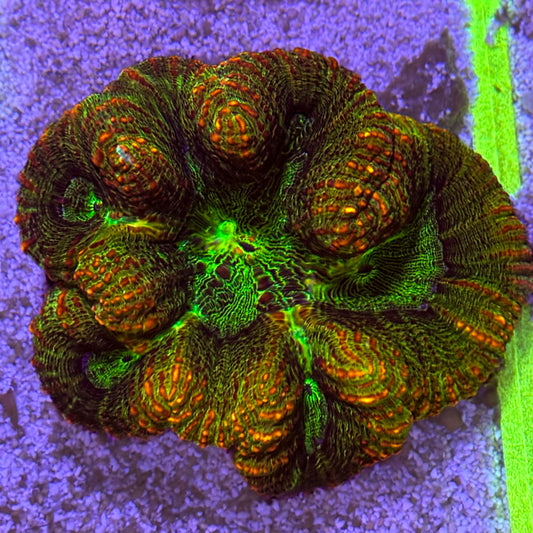A-Grade Symphyllia
