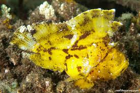 Leaf Scorpionfish