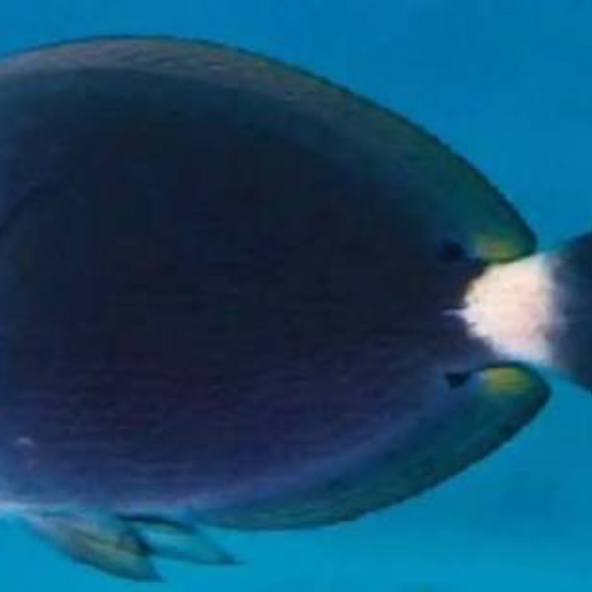 Blueline Tang